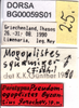 CollectionObject 1575470; 0af39fd6-6a03-4b94-9db9-d6b3a8ece02b: labels (paratype). (CollectionObject).