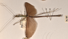 CollectionObject 1562045; 592d3df5-fd94-4c8b-ab1b-869655b64f3c: copyright OUMNH. male, lateral view of synonym Necroscia esepus (holotype). (CollectionObject).