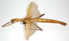 CollectionObject 1558773; d61ef04b-994d-442a-ab03-4d9a3fe0e9c2: copyright ZMB, Berlin. female of synonym Eurycnema stenocerca (paralectotype). (CollectionObject).