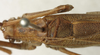 CollectionObject 1566243; d84bdfc8-14f9-476f-b8c4-2a5bb07ced55: male, dorsal view (paratype). (CollectionObject).