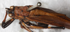 male, dorsal view. Depicts CollectionObject 1552397; NMW 4664, 14d3565a-28e1-479a-b219-0722c2fe0d74, a CollectionObject.