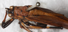 CollectionObject 1552397; NMW 4664, 14d3565a-28e1-479a-b219-0722c2fe0d74: male, dorsal view. (CollectionObject).