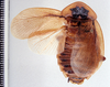CollectionObject 1588654; 923428d0-71d5-481c-a4c0-6c47e428ccb6: Image taken by Heidi Hopkins. (CollectionObject).
