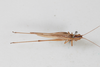 CollectionObject 1506490; f8e56635-8ac9-4f90-8cfb-a2e9f4842349: male, dorsal view (paralectotype). (CollectionObject).