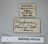 CollectionObject 1573063; 6c5a8e75-cb6b-4b61-be14-b8347733dc82: Copyright NHM, London. Male: data labels, non-type. (CollectionObject).