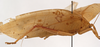 CollectionObject 1534704; 8b31a34b-4a98-4718-8c41-0cedc9f3cd92: female, lateral view (syntype of Mataeus orientalis). (CollectionObject).