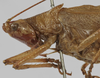 CollectionObject 1539579; 17f7c69e-beb2-4732-9290-02afcd267b23: male pronotum lateral (holotype). (CollectionObject).