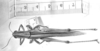CollectionObject 1525071; f02227b3-c6de-4b08-a886-d0cdee859c68: male, dorsal view (lectotype of Schistocerca formosa). (CollectionObject).