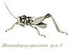 Alectorolophus speciosus Brunner von Wattenwyl, 1898: Pl. XVIII, Fig. 39. male (body length 21 mm, pronotum 5.5. mm, tegmina 4 mm, hind femora 13 mm). (Otu).