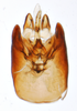 Pygofer, ventral view on Delphacodes caerulatus Beamer, 1947: (Observation).