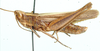 Duronia chloronota curta Uvarov, 1953: male, lateral view. (Otu).