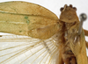 CollectionObject 1529754; e4ce7714-bd75-4246-8cb9-7600b9b091e0: male, stridulatory area (holotype). (CollectionObject).