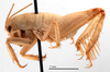 CollectionObject 1578265; 1f3728cf-c0fb-42f3-b160-25d815aee337: male, lateral view (paratype). (CollectionObject).