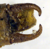 CollectionObject 1500646; 8065ee67-09d6-4d80-941d-71ffb7a7359b, DORSA BTisokalS01: male cerci (syntype). (CollectionObject).