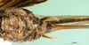 CollectionObject 1500153; dd206c98-bcef-4cf6-a4a8-2c800c374907: female abdomen tip, ventral view (holotype). (CollectionObject).
