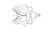 Hazelacris nigrovittatus Ronderos, 1981: Fig. 18. endophallus. (Otu).