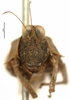 CollectionObject 1506790; 03a8b3fe-7536-4395-9c39-a40ae456a490: female, frontal view (holotype). (CollectionObject).