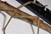 CollectionObject 1598194; QM T246604, f25ba443-f74d-4cfe-b81a-ad7eb39949d7: copyright QM. female wings, lateral view (holotype). (CollectionObject).