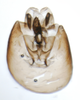 Pygofer, ventral view on Delphacodes quadridentis Beamer, 1948: (Observation).