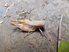 FieldOccurrence 84; d3acb981-4525-4a34-a6a7-53a246e2dab9; Tanzania
Kilulu hill coastal forest remain Tanga Region, 2023/02/04: female. (FieldOccurrence).