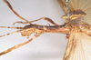 CollectionObject 1561799; 0020be0e-957d-4152-8b3b-2acb91febdf1: copyright Natural History Museum, London. female: head and thorax, lateral view (neotype). (CollectionObject).