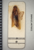 CollectionObject 1552848; ff6f2e14-abb6-4a56-9757-b192779077e9: Copyright Natural History Museum, London. Holotype (adult male) in BM(NH). Dorsal view. (CollectionObject).
