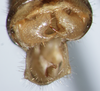 CollectionObject 1597516; 55bbbff4-ce9c-4143-9b6e-e2611638e56e: male abdomen tip, dorsal view (holotype). (CollectionObject).
