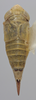 Habitus, dorsal view on Athysanella (Gladionura) sinuata (Osborn, 1930): Dorsal - Female. (Observation).