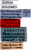CollectionObject 1572878; 34ee46ad-eb70-4fb1-9c69-b7a4ced4c6c7: male, labels (paralectotype). (CollectionObject).