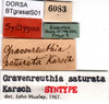 CollectionObject 1500559; d7f362d1-7eb5-4cb8-bbca-6e7b8427b0ec, DORSA BTgrasatS01: labels (syntype). (CollectionObject).