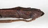 CollectionObject 1557632; NMW 644', f83f2320-a0b3-4996-b0f6-9fc414f2ffba: copyright NMW, Vienna. female: end of abdomen, ventral view (syntype). (CollectionObject).