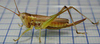 Conocephalus (Conocephalus) bambusanus Ingrisch, 1990: female. (Otu).