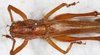 CollectionObject 1532823; 46040265-d0ed-42a5-80c0-6fcae64b59c4: male, dorsal view. (CollectionObject).