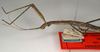 CollectionObject 1560747; NMW 905, 0d92d404-427f-4b51-b715-de9b941e512d: copyright NMW, Vienna. male: head and thorax, lateral view of synonym Paramenexenus molestus (lectotype). (CollectionObject).