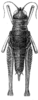 Parapiezops homalonotus Hebard, 1923: Pl. 17, Fig. 7 (after type). female, dorsal view. (Otu).