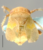 Habitus, dorsal view on Salsocolila McKamey, 2003: Salsolicola cristata, dorsal habitus (SANC). (Observation).