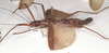 CollectionObject 1558327; 45bf53db-00d5-45bb-a9c7-959fe31a0a00: copyright OUM. female, lateral view (holotype). (CollectionObject).