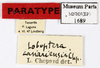 CollectionObject 1587842; MNHN(SF IMPORT DUPLICATE) MNHN-EP-EP1689, 731cb9fc-6845-4b47-87b1-6db2103cf78f: CC BY-NC-ND 4.0/MNHN - Depraetere Marion - 2014. Paratype, sex unknown, of canariensis Chopard, 1955. Specimen number: MNHN-EP-EP1689. http://coldb.mnhn.fr/catalognumber/mnhn/ep/ep1689. (CollectionObject).