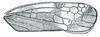 Forewing: !! display not done !! on Pasadenus Ball, 1936: Pasadenus pasadenus, forewing. (Observation).