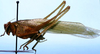 CollectionObject 1522489; 463afa45-b92d-453b-ae31-5ce36c150a80: male, lateral view (holotype). (CollectionObject).