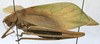CollectionObject 1539776; a581de7d-de31-460d-9420-b6f81f6ea3b2: female, lateral view (holotype of Arantia ovalipennis). (CollectionObject).