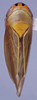 Habitus, dorsal view on Divus Distant, 1908 n. sp. 33-66: (Observation).;Habitus, dorsal view on Divus Distant, 1908: (Observation).