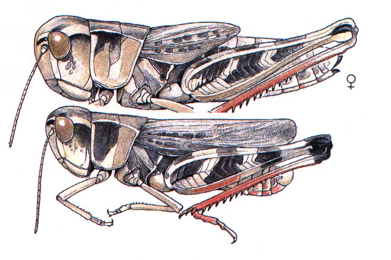 habitus. Depicts Boopedon gracile Rehn, 1904, an Otu.