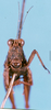 CollectionObject 1505187; 97088f5e-6aaa-4503-8413-1f77578c1e61: male, frontal view (syntype). (CollectionObject).
