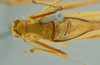CollectionObject 1532168; NMW 3927, da87a7fb-14fc-4e06-a66c-6ae8e4e55b03: male head and pronotum, dorsal view (holotype). (CollectionObject).