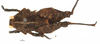 CollectionObject 1506730; 8439566a-1f36-4583-890c-f9beda921d9d: male, dorsal view (holotype). (CollectionObject).