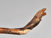 CollectionObject 1561182; ca722f59-5ae0-4d4f-8225-88a048e4085c: copyright NTUC. male: end of abdomen, lateral view (syntype). (CollectionObject).;CollectionObject 1561183; 82a3663e-d3c8-40f6-994b-015a810d7a76: copyright NTUC. male: end of abdomen, lateral view (syntype). (CollectionObject).
