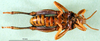 CollectionObject 1501164; 98b5bbe0-b304-4aa7-98b2-2e2c84b42edf, DORSA BA000829S01: male, ventral view (holotype). (CollectionObject).