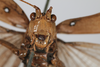 CollectionObject 1505753; b92c13b8-ff18-43fb-8d0d-5883deb1eff0: male, anterior view (holotype). (CollectionObject).