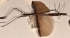 CollectionObject 1561952; 2c148389-cc75-4437-afa4-7157f73aaf18: copyright OUMNH. female, lateral view of synonym Necroscia tenebrosa (syntype). (CollectionObject).